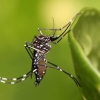 Brasil bate recorde histórico de casos de dengue