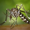 Primeiro óbito por dengue em Cerro Largo 