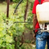 Um quarto dos alimentos vegetais contém agrotóxicos irregulares