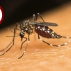Missões registra 13ª morte por dengue