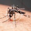 RS registra mais seis óbitos por dengue